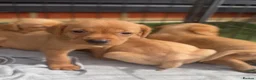 Labrador Retriever dogs for sale: Labrador retriever - Advert 6