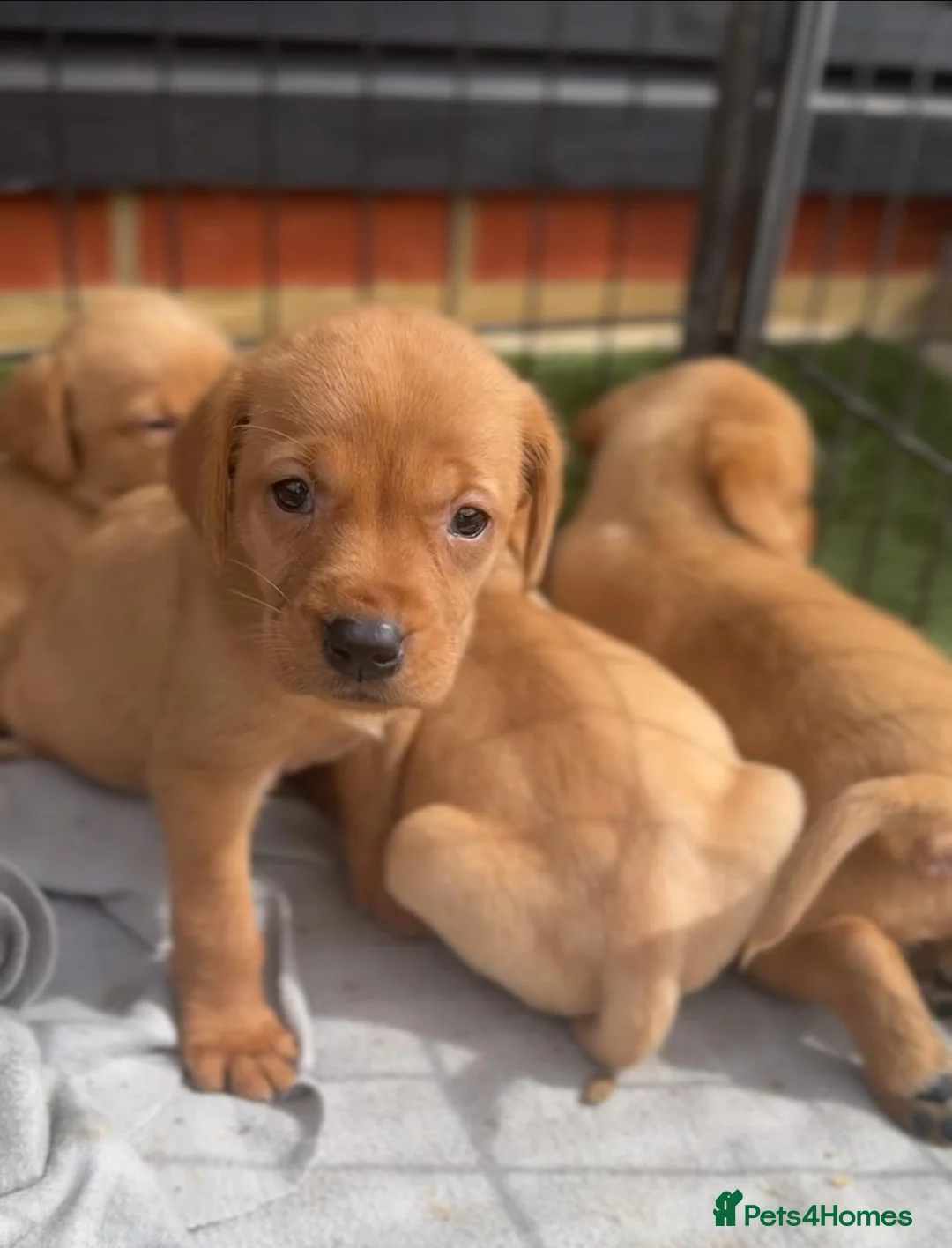 Labrador Retriever dogs for sale: Labrador retriever - Advert 6
