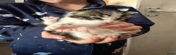 Mixed Breed cats for sale: 7 loving kittens for sale  - Advert 9
