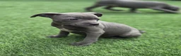 Staffordshire Bull Terrier dogs for sale: Ready to leave!!!!!!! in Rotherham - Advert 14