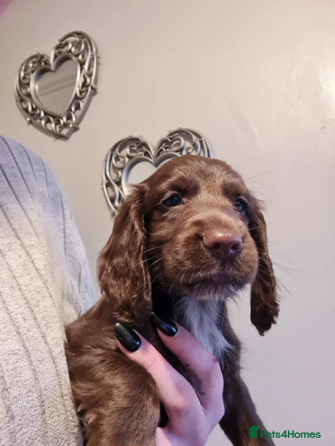 Cocker Spaniel dogs for sale: 5 Gorgeous Working Cockers - Advert 6