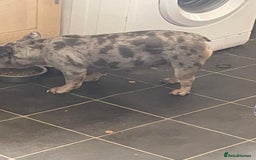 French Bulldog dogs for sale: Female French bulldog  - Image 3