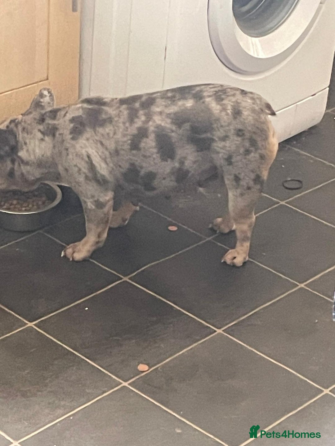 French Bulldog dogs for sale: Female French bulldog  - Image 3