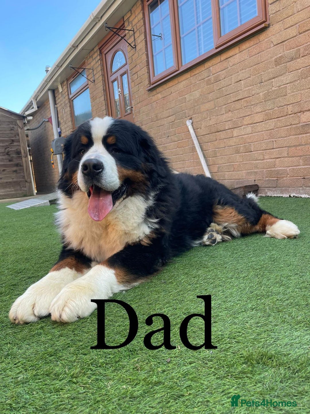 Bernese Mountain Dog dogs for sale: Fluffy Bernese Mountain Dog Girl Puppy - Image 12