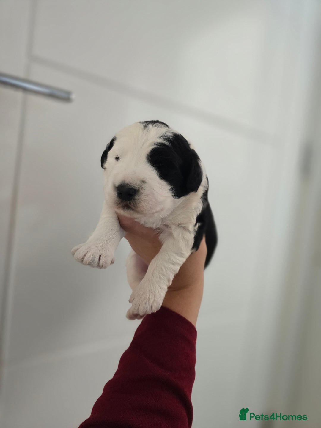 Sheepadoodle dogs for sale: Sheepadoodle puppies 1 boy left - Image 6