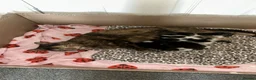 Mixed Breed cats for sale: Two Female Twins🐾Ready to go! in Tredegar - Advert 2