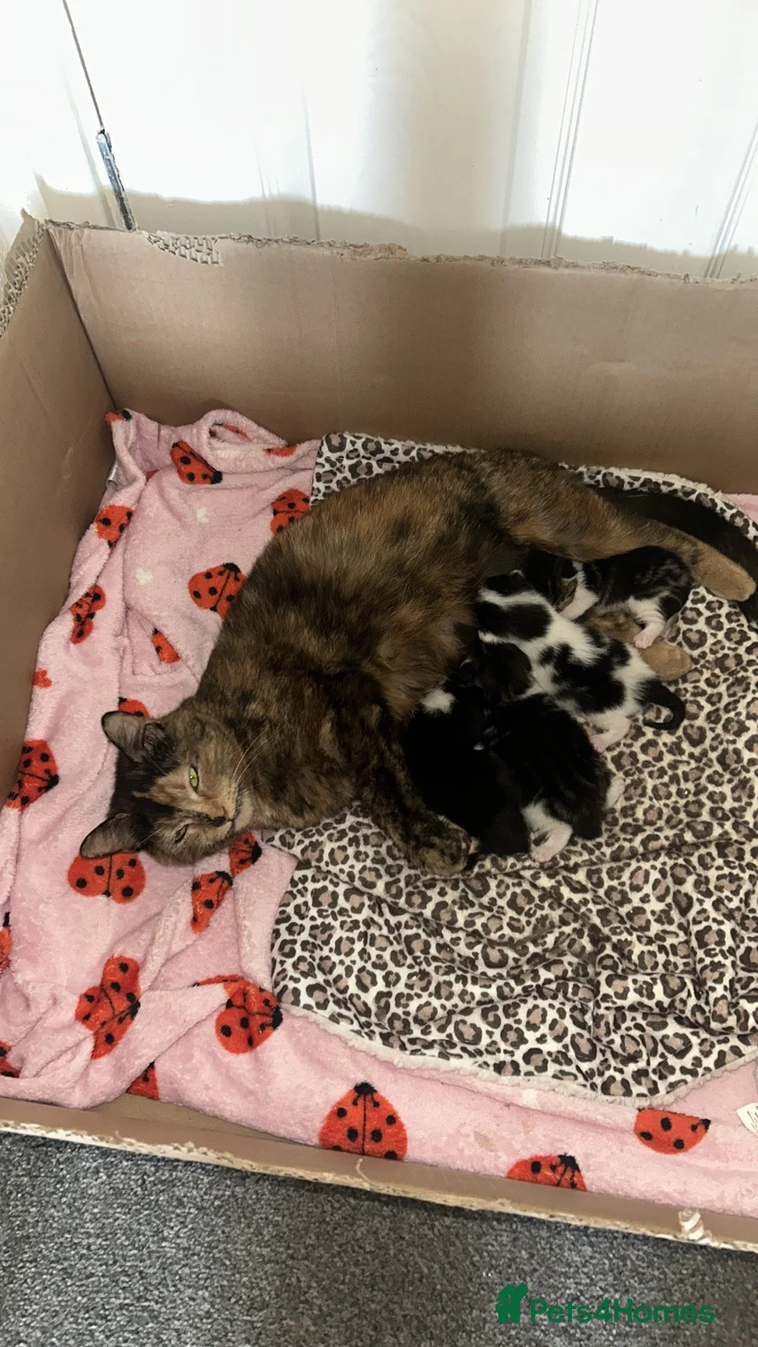Mixed Breed cats for sale: Two Female Twins🐾Ready to go! in Tredegar - Advert 2