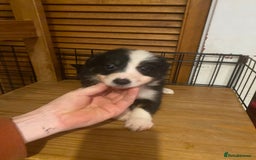 Border Collie dogs for sale: Border collie pups - Image 8
