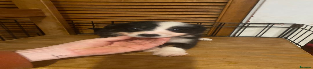 Border Collie Puppy 2