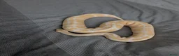 Python Snake reptiles for sale: Royal pythons for sale - Advert 4