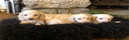Miniature Dachshund dogs for sale: KC English Cream miniature dachshund  - Advert 4