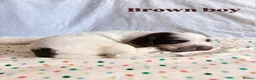 Cocker Spaniel dogs for sale: 6 beautiful cocker spaniel puppies  - Advert 9