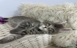 Maine Coon cats for sale: Gorgeous Pure Breed Maine Coon Kittens - Image 28