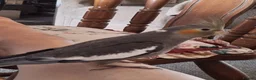 Cockatiels birds for sale: 2 Baby cockatiel boys in Liverpool area for sale - Advert 3
