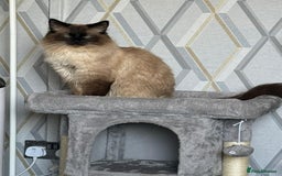 Ragdoll cats for sale: Ragdoll for sale  - Image 2