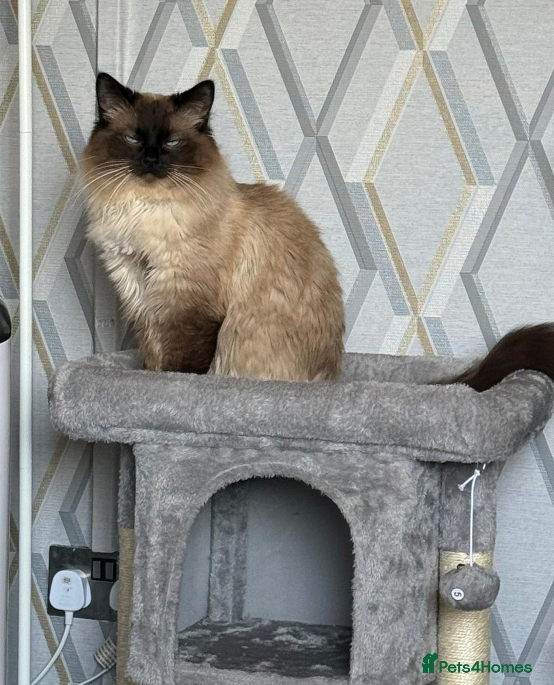 Ragdoll cats for sale: Ragdoll for sale  - Image 2