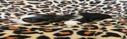 Yorkshire Terrier dogs for sale: DNA tested parents Biewer and Ocean Pearl puppies - Advert 14