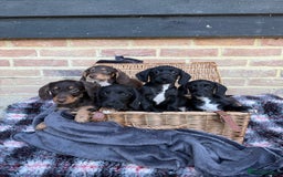 Mixed Breed dogs for sale: 🐾 Gorgeous Doxiepoo Puppies – Ready 07/08! 🐾 - Image 11