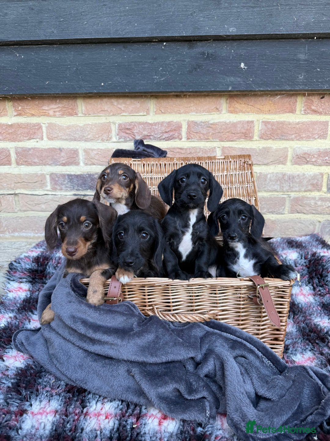 Mixed Breed dogs for sale: 🐾 Gorgeous Doxiepoo Puppies – Ready 07/08! 🐾 - Image 11