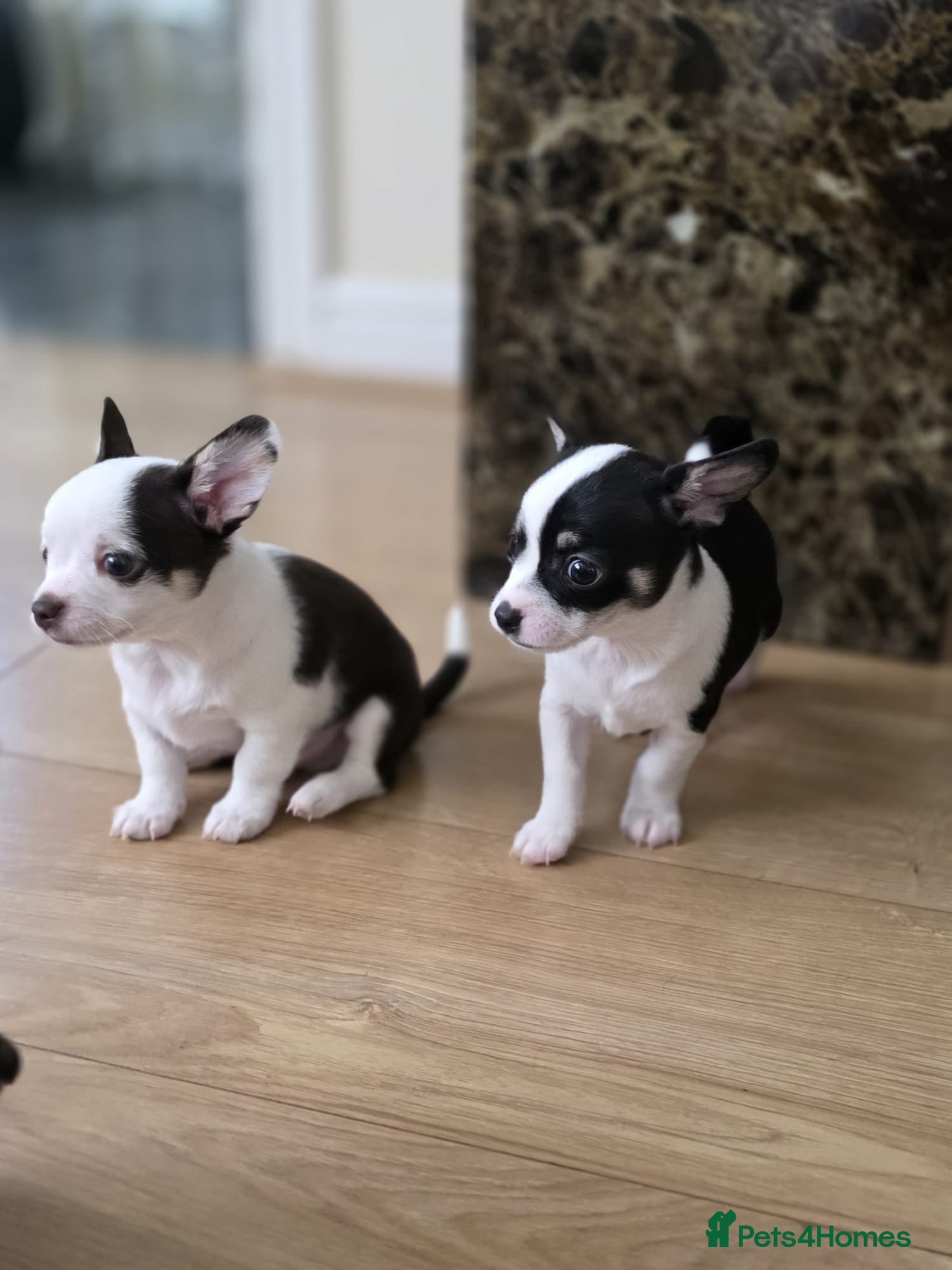 Chihuahua dogs 3 Chihuahua Puppy Boys - Advert 23