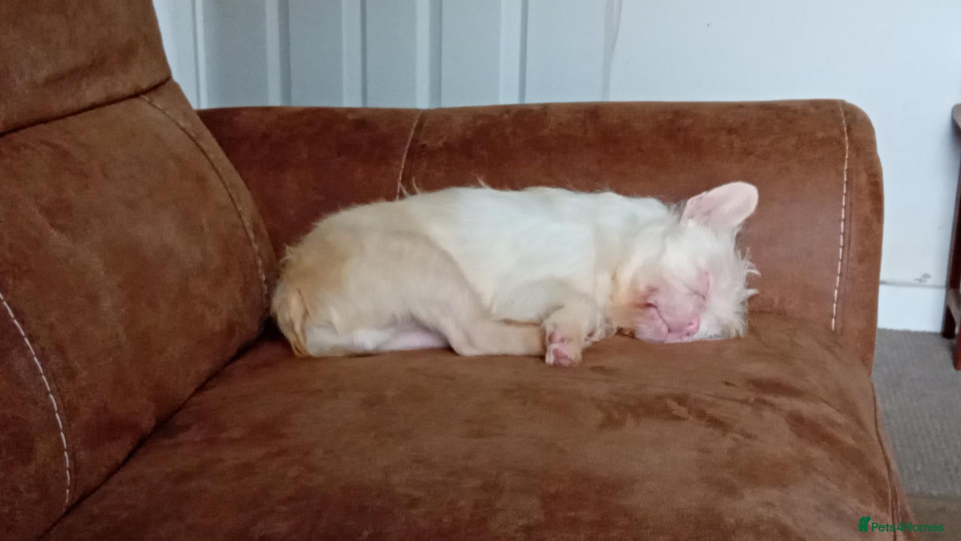 French Bulldog dogs for sale: Koi wirehair French bulldog  - Advert 5