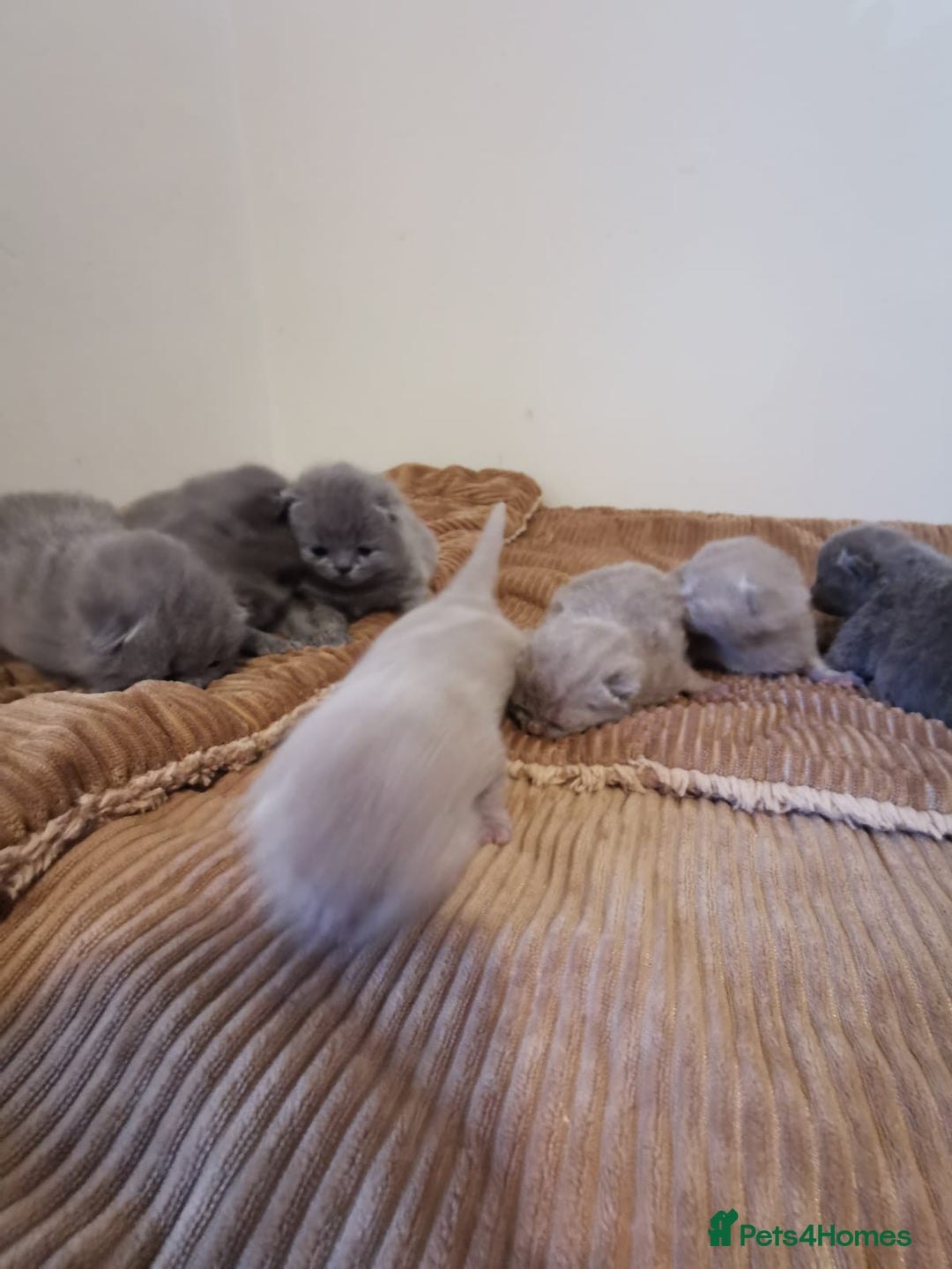 British Shorthair cats for sale: GCCF REGISTERED BRITISH SHORTHAIRED KITTENS - Advert 9