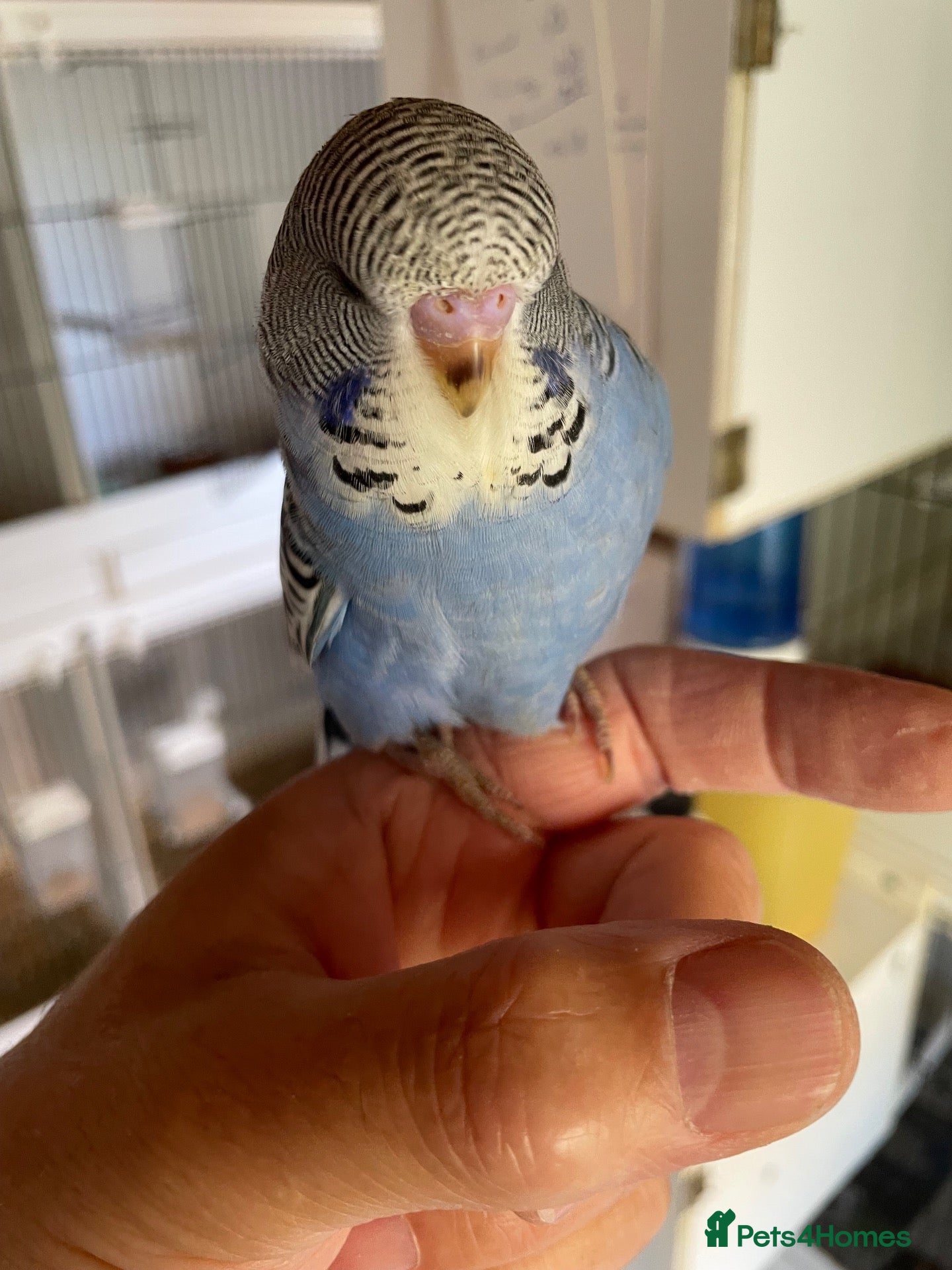 Budgerigars birds Tame baby budgies - Advert 14