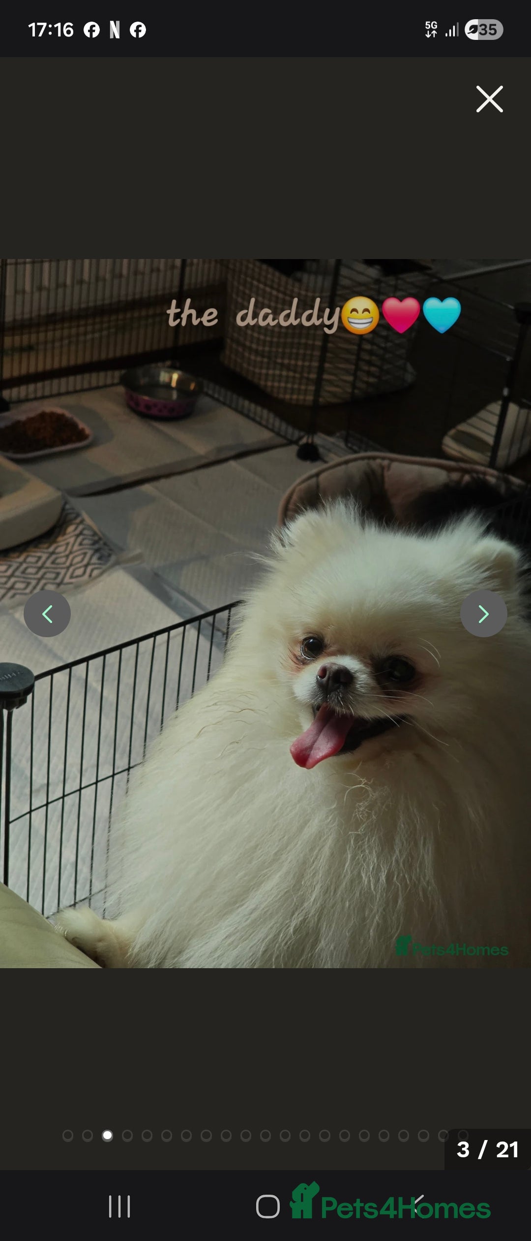 Pomeranian dogs for sale: Goergeos Pomeranian Puppy's💙❤️ - Advert 5