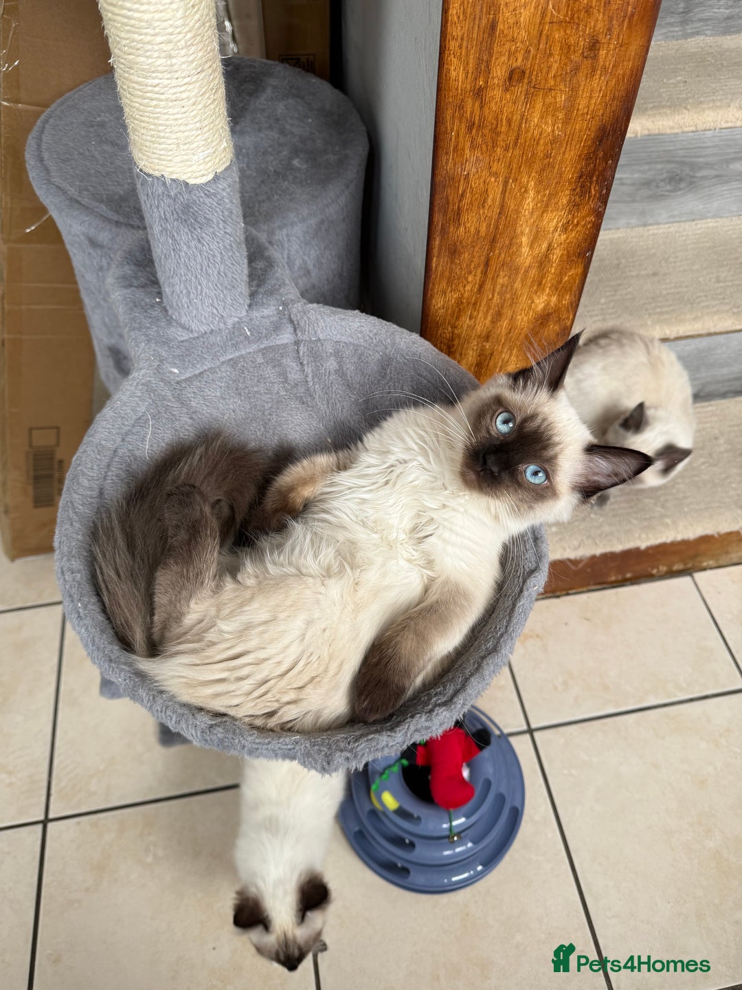 Ragdoll cats for sale: GCCF reg seal point ragdoll girl - Image 3