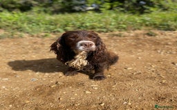 Sprocker dogs for sale: Beautiful F1 Sprocker Spaniel Puppies. in King's Lynn - Image 17