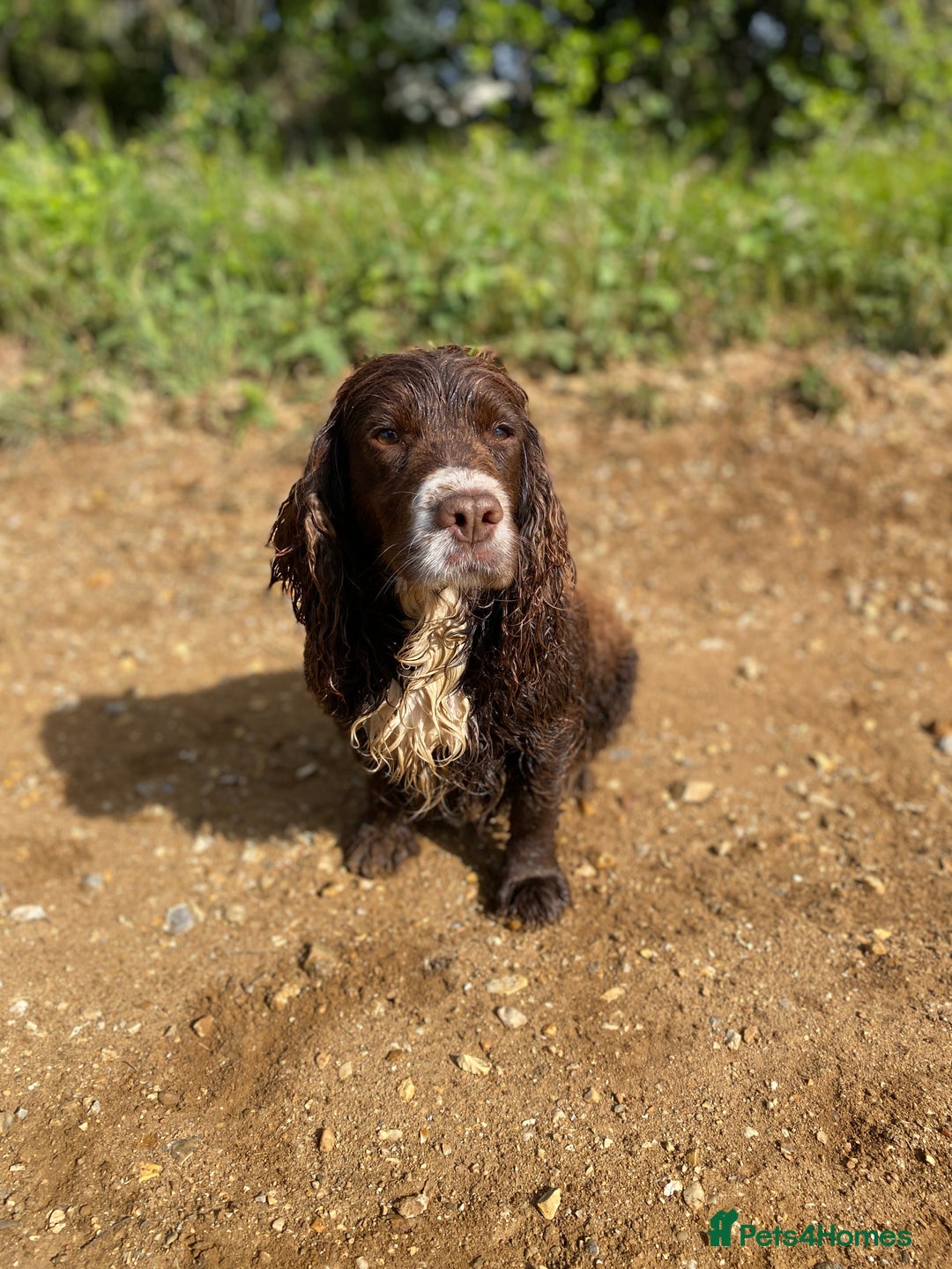 Sprocker dogs for sale: Beautiful F1 Sprocker Spaniel Puppies. in King's Lynn - Image 17