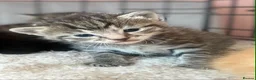 Mixed Breed cats for sale: 6 kittens mixed litter - Advert 13