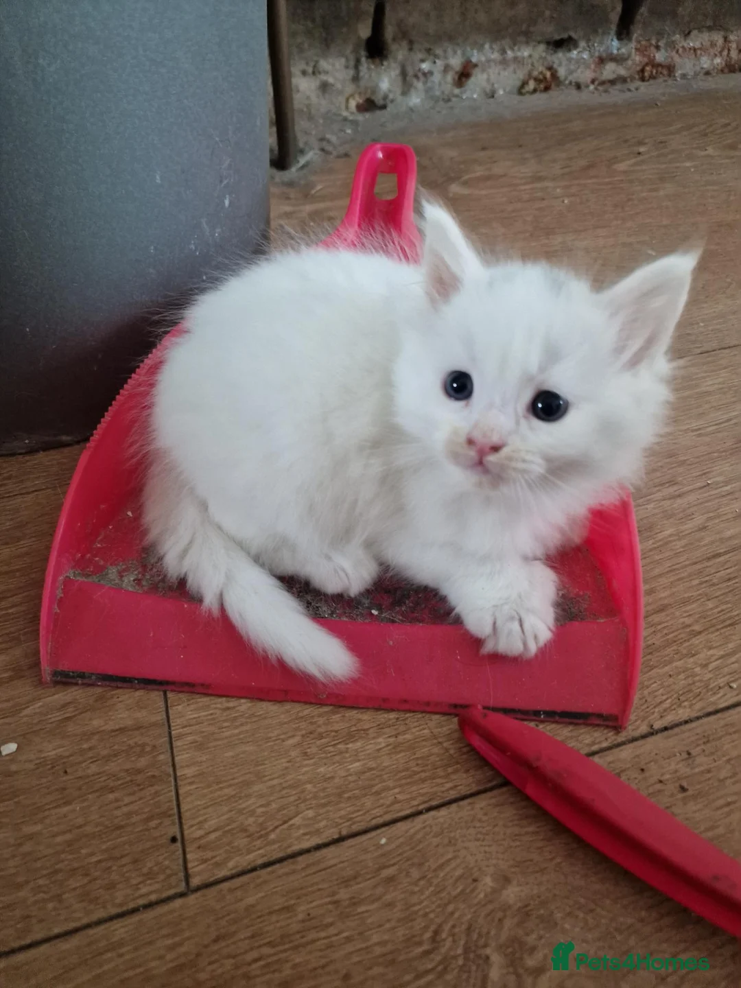 Mixed Breed cats for sale: pawsnpurrscattery Maine coon/russian nebelung in Middlesbrough - Advert 2