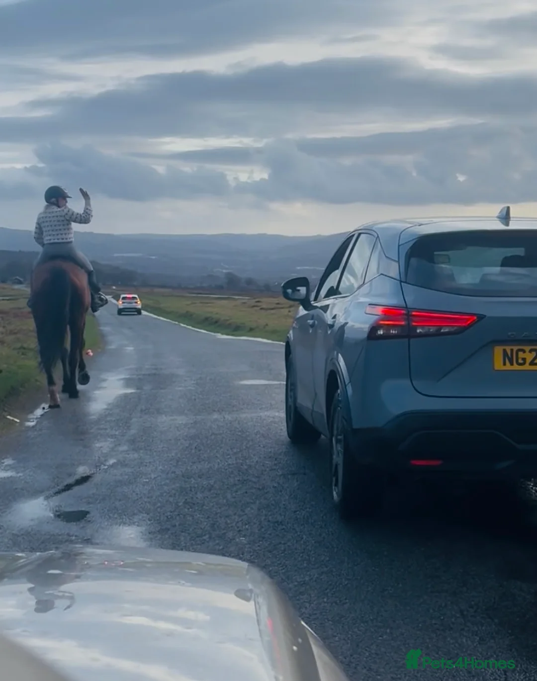 Irish Sports horses for sale: Super 15.3 8 yr old sports horse allroudner  - Advert 14