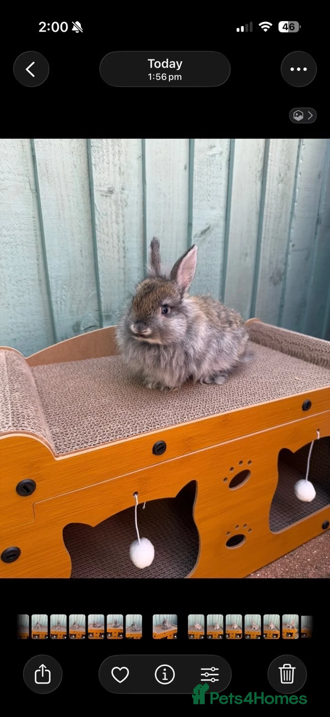 Netherland Dwarf rabbits for sale: 2 Male rabbits - Advert 2
