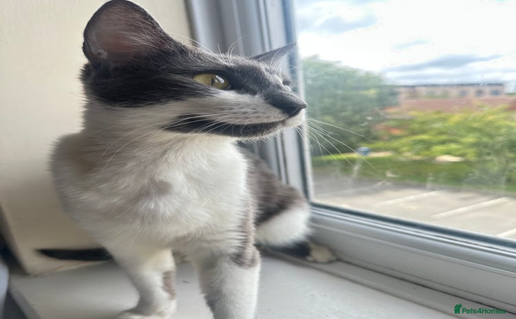 Domestic Shorthair cats - Advert 1