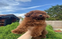 Toy Poodle dogs for sale: Asian Poodle Girl  in London - Image 12