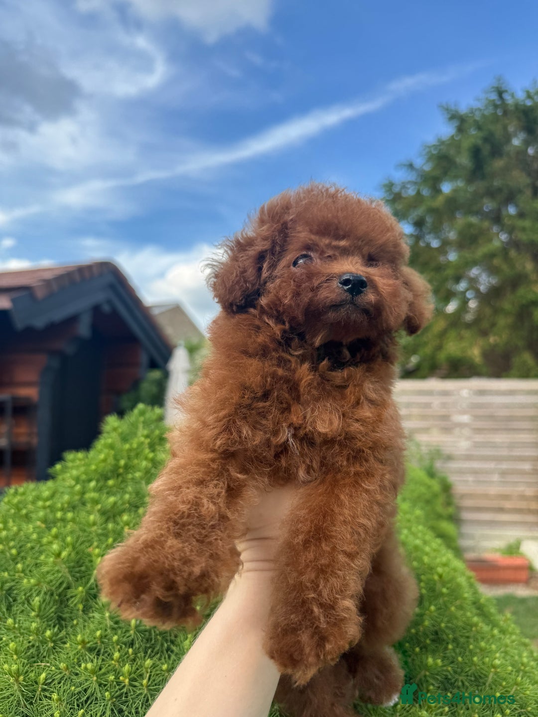 Toy Poodle dogs for sale: Asian Poodle Girl  in London - Image 12