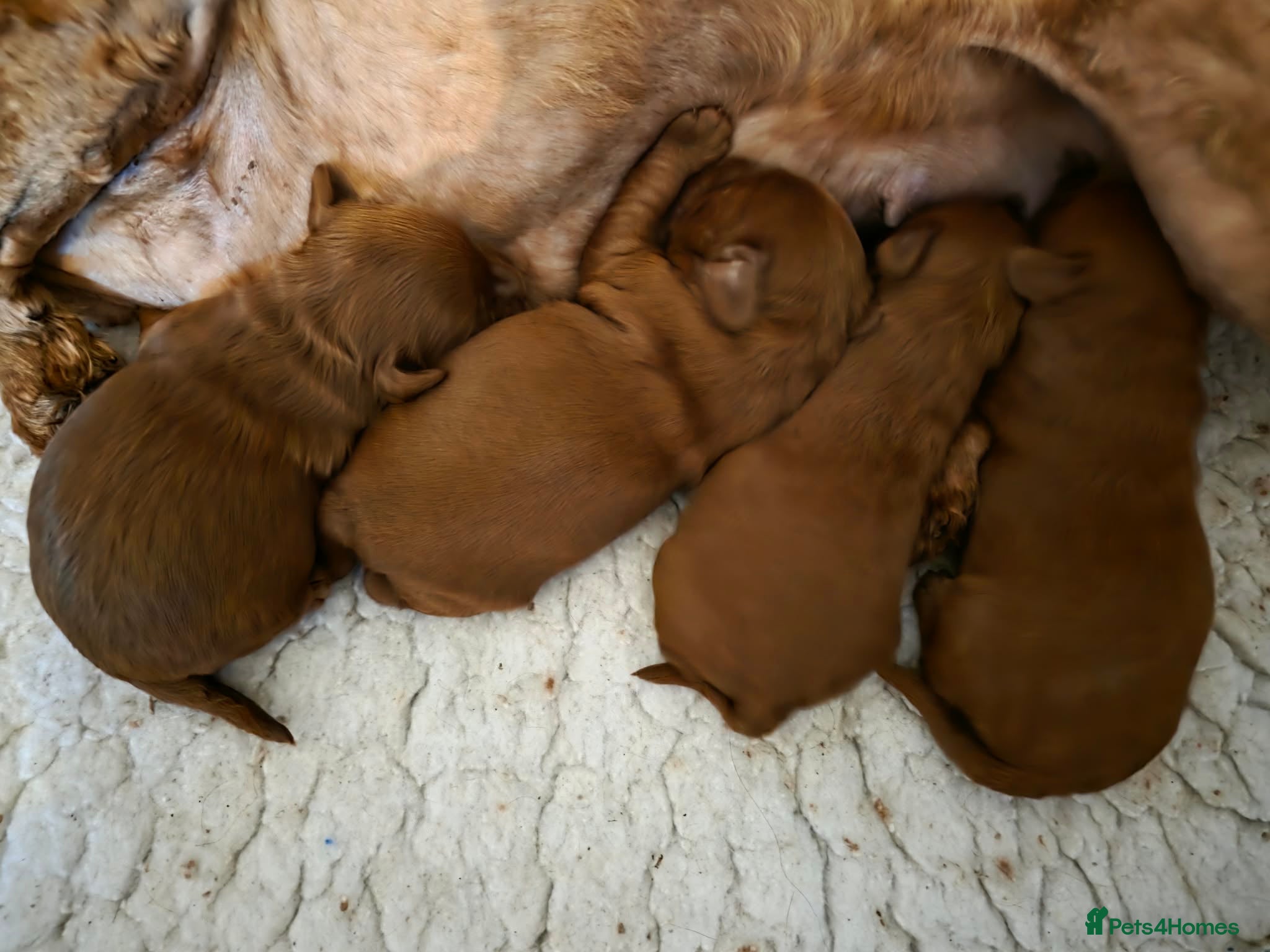 Australian Labradoodle dogs  👑 Multigen Toy Bred Australian Double Doodles 👑 - Advert 11