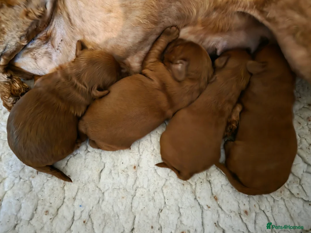 Australian Labradoodle dogs for sale:  👑 Multigen Toy Bred Australian Double Doodles 👑 - Advert 1