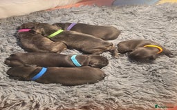 French Bulldog dogs for sale: 2 Girls and 4 Boys - Image 26