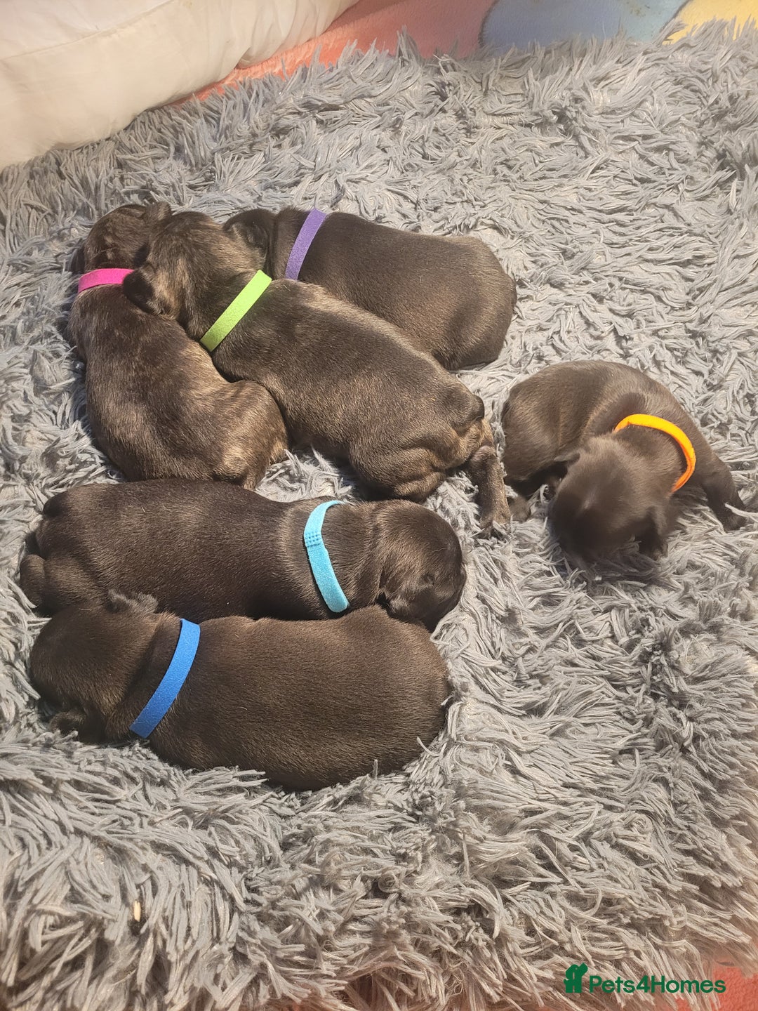 French Bulldog dogs for sale: 2 Girls and 4 Boys - Image 26