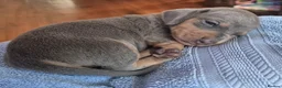 Miniature Dachshund dogs for sale: Miniature Dachshunds unusual colour ready 2nd Sept - Advert 33