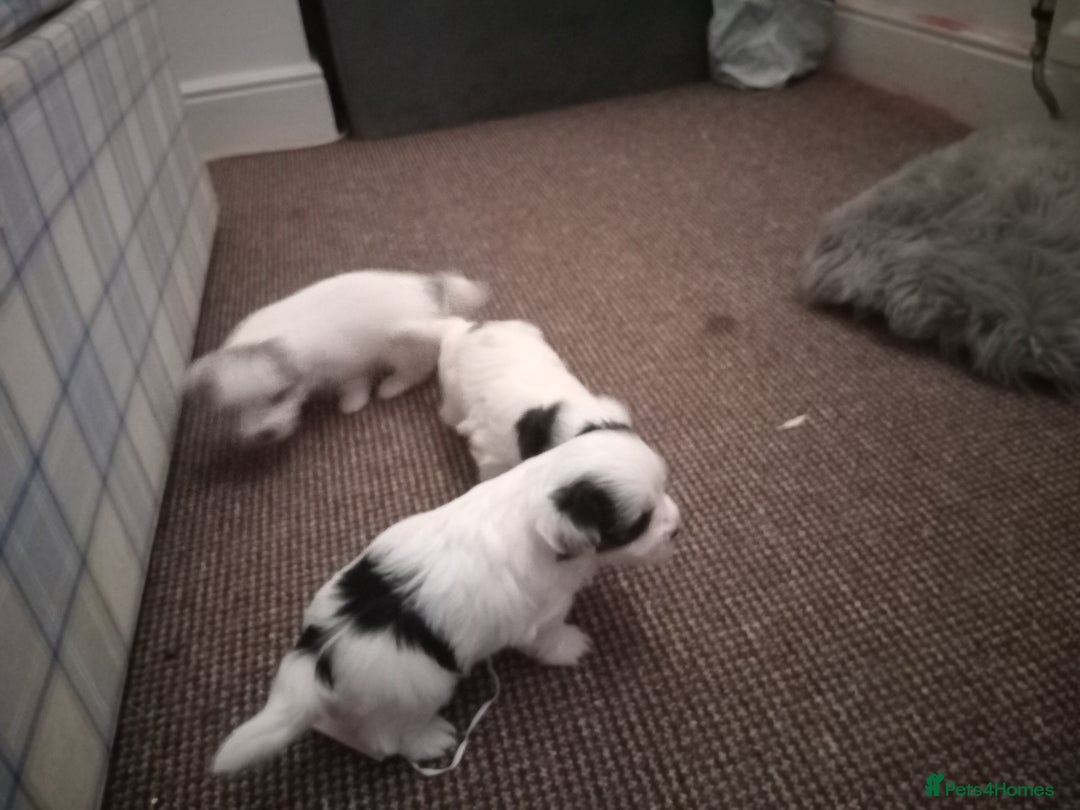 Bichon Frise dogs for sale: for sale  - Advert 8