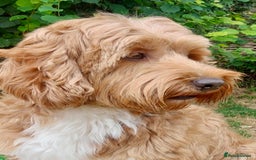 Australian Labradoodle dogs for stud: 100 percentage pure Australian family boy  in Bedford - Image 10