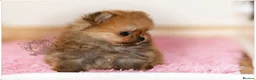 Pomeranian dogs for sale: SUPER TINY MINI POMERANIANS RKC - Advert 4