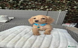 Miniature Dachshund dogs for sale: Long hair cream mini dachshund puppies 30th july in Liverpool - Image 2