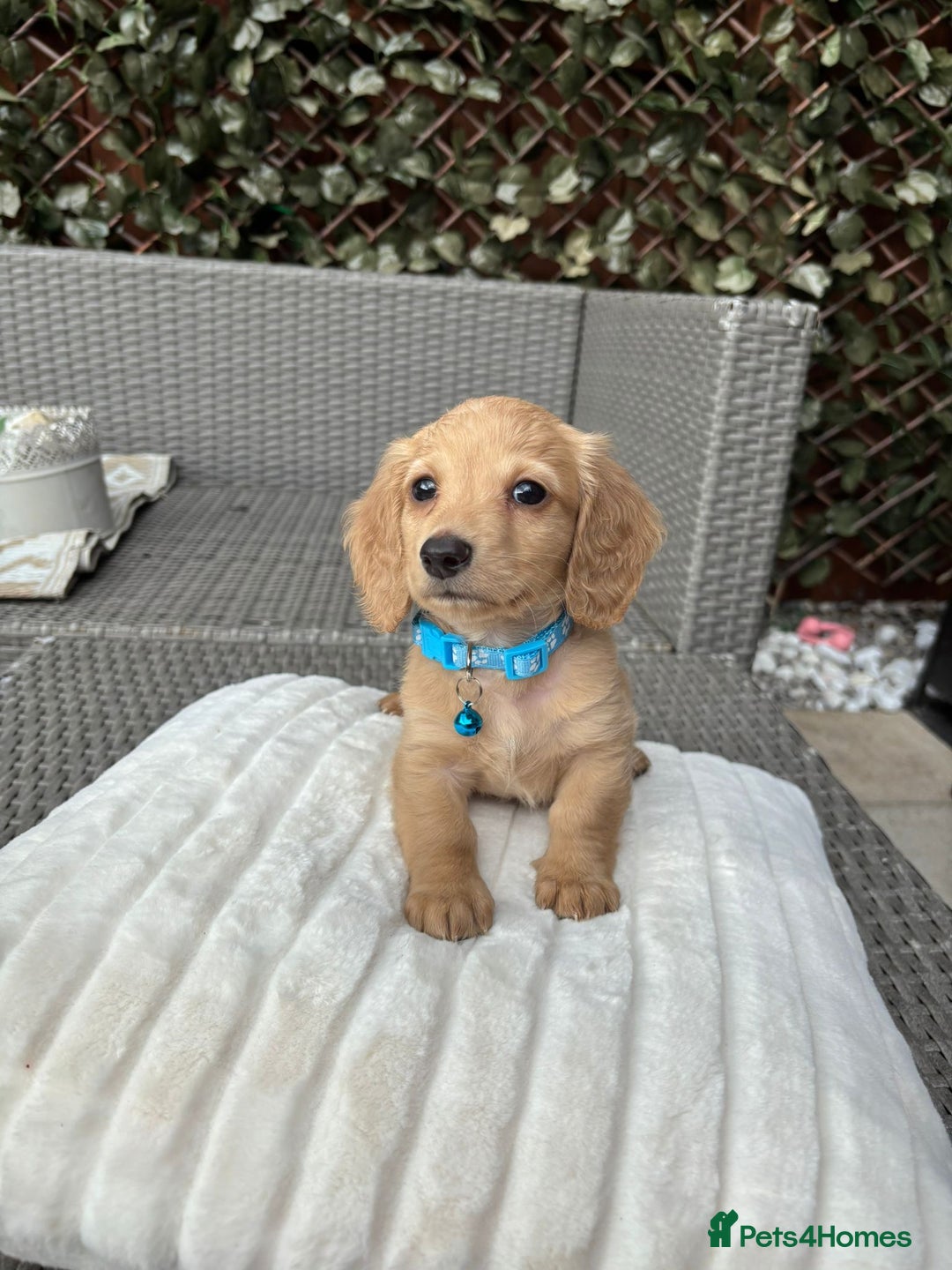 Miniature Dachshund dogs for sale: Long hair cream mini dachshund puppies 30th july in Liverpool - Image 2
