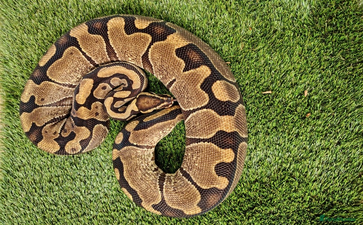 Python Snake reptiles - Advert 1