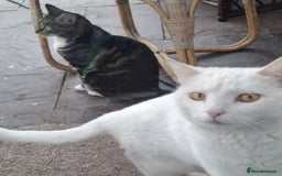 Domestic Shorthair cats for sale: Two 3 year old cats for sale - Image 1